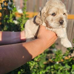 Marlin - Cream male Cockapoo puppy in Indiahoma, Oklahoma from Phamily Doodles