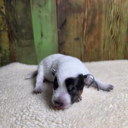 Lt Blue Collar Male - Blue male Australian Cattle Dog puppy in Riverton, Utah from Rundown Ranch Cattle Dogs