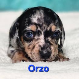 Orzo - Dapple male Dachshund puppy in Mount Sherman, Kentucky from Kaleidoscope Dachshunds and Whippets