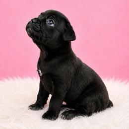 Tippy - Black female Cane Corso puppy in Haslet, Texas from Trained To Go Corso Kennels (T.T.G. Corso Kennels)