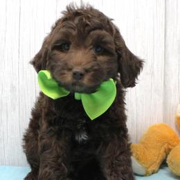 Green collar Mike - Chocolate male Australian Labradoodle puppy in Provo, Utah from EllsWORTH Labradoodles LLC