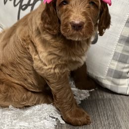 Goldendoodle Puppies from Best Doodles