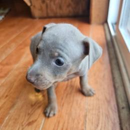 Girl 4 - Fawn (isabella) and tan female Miniature Pinscher puppy in Becker, Minnesota from Marquart Minpins