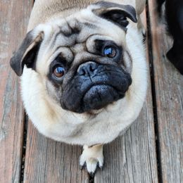 Leo - Pug