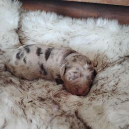 Red merle 1 - Red merle female Aussiedoodle puppy in Apache Junction, Arizona from Loving Doodle