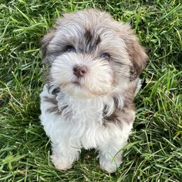 Havanese and Sheepadoodles from Happy Acres Havanese and Mini Sheepadoodles