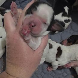 Guy - Tri-Roan male English Springer Spaniel puppy in Fort White, Florida from Thunderbird Springers