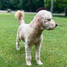 Aussiedoodles, Bernedoodles, and Goldendoodles from Rose Creek Ranch