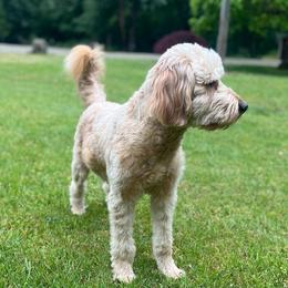 Aussiedoodles, Bernedoodles, and Goldendoodles from Rose Creek Ranch