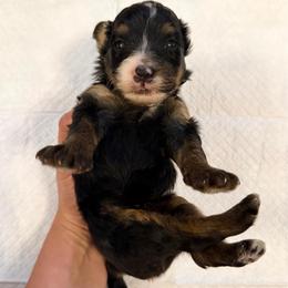 Traditional Tricolor male - Tri-color male Bernedoodle puppy in Brooksville, Florida from Kruger Doodles