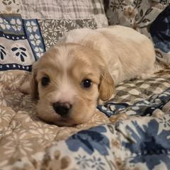 Duddly - Blenheim male Cavachon puppy in Ellenville, New York from Lindy’s Cavachons