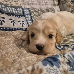 Duddly - Blenheim male Cavachon puppy in Ellenville, New York from Lindy’s Cavachons