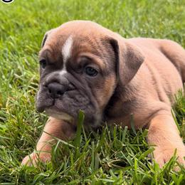 Bulldogs from Laurie Brady