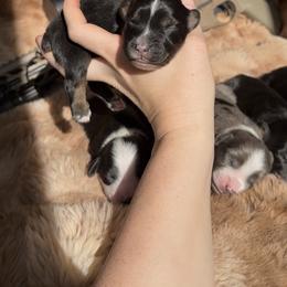 Canik - Black tri male Miniature Australian Shepherd puppy in Queen Creek, Arizona from Arizona Aussies