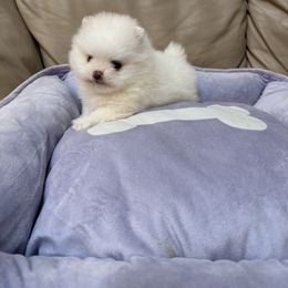 Pomeranian All Grown Up from Pomeraniaboston