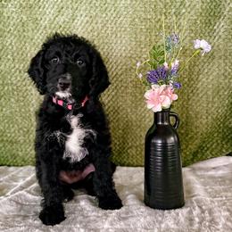 Flower - Black female Labradoodle puppy in Elizabeth City, North Carolina from Howdy Doodles