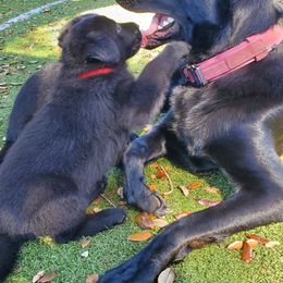 German Shepherd Puppies from Saint Pete Sheps