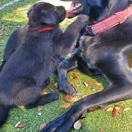 German Shepherd Puppies from Saint Pete Sheps