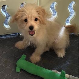 Snow White (purple ) - Cream female Pomeranian puppy in Decatur, Iowa from Lisa Greenhalgh