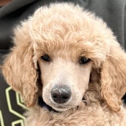 Poodles from Double R Poodles
