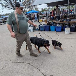 Rottweiler Puppies from Alpha Co. Rottweilers