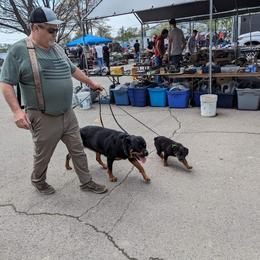 Rottweiler Puppies from Alpha Co. Rottweilers