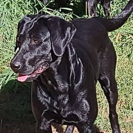 Sadie - Dilute Retriever