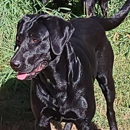 Sadie - Dilute Retriever