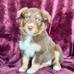 Francesca - Red tri-color female Australian Shepherd puppy in Blomkest, Minnesota from Meljestic Farms