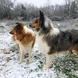 Collies from Caleb’s Collies