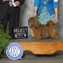 Havanese from Lil Scamps Havanese