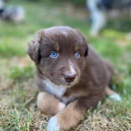 Australian Shepherd Puppies from Farmstead Aussies