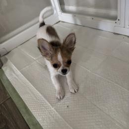 Chihuahua puppies from GeorgiasChihuahuas
