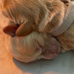 Goldendoodle Puppies from Heartshine Doodles