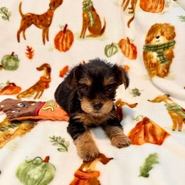 Aiden - Black and tan male Yorkshire Terrier puppy in New Boston, Texas from Genice’s Small Wonders