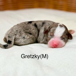Gretzky - male Australian Mountain Doodle puppy in Sterling, Colorado from North 40 Doodles