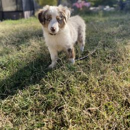 Boy 1 - Red merle Miniature Australian Shepherd puppy in Sonora, California from Quarle Ranch Mini Aussies