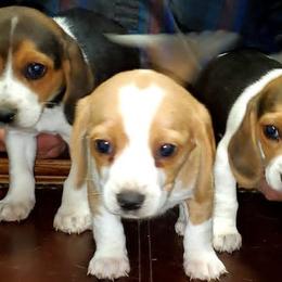 Beagles and Cardigan Welsh Corgis from Julie’s Jewels Puppies