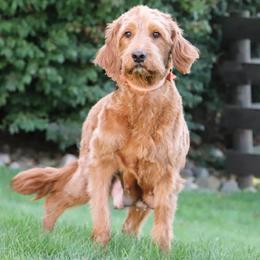 Kelly - Goldendoodle