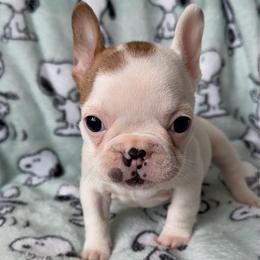 Peony - Fawn female French Bulldog puppy in Galt, California from The three little frenchies