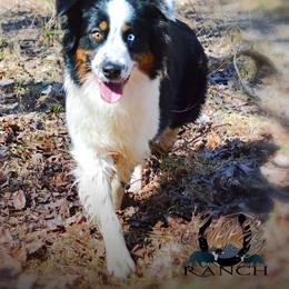 Story - Australian Shepherd