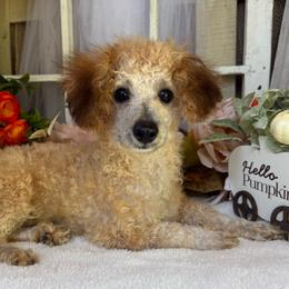 Jacque - Sable male Poodle puppy in West Plains, Missouri from Suncreek Puppies