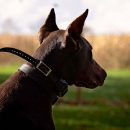 Doberman Pinscher and French Bulldog All Grown Up from The Defender Farm
