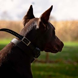 Doberman Pinscher and French Bulldog All Grown Up from The Defender Farm