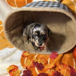 Dachshund Puppies from Ozark Dachshunds