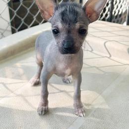 Chihuahua and Chinese Crested Puppies from Western Kentucky Chihuahua’s and Chinese Crested’s