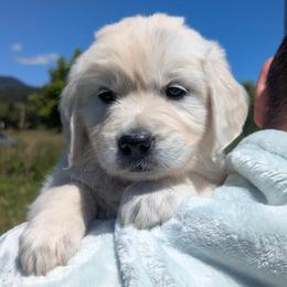 Teal - Light golden female Golden Retriever puppy in Roseburg, Oregon from Unbound Goldens