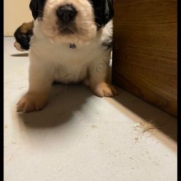 Saint Bernard Puppies from Fletchers Saints