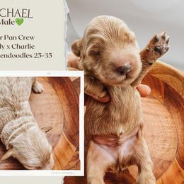 Michael - Red  male Goldendoodle puppy in Hilton, New York from The House of Goldendoodle