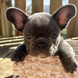 Rocket - Blue male French Bulldog puppy in Greenfield, Missouri from Hope Mountain French Bulldogs